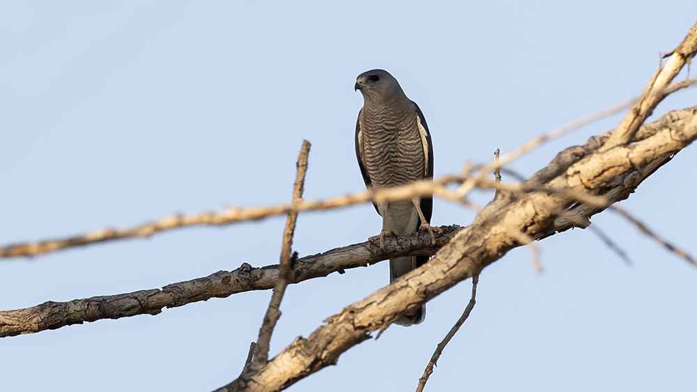 Levant Sparrowhawk